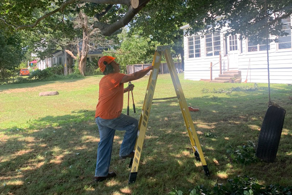 Tree Removal Services