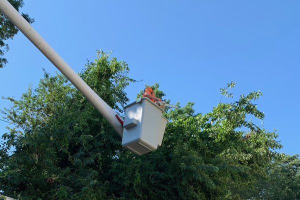 Tree Removal Services